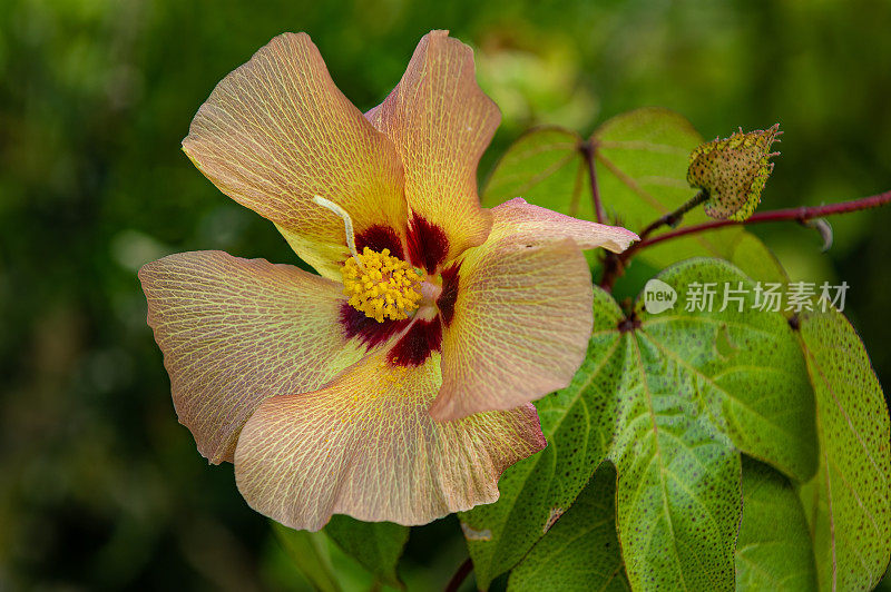 达尔文棉，Gossypium darwinii，特有种，乌尔比纳湾;伊莎贝拉岛;Albermarle岛;加拉帕戈斯群岛;加拉帕戈斯群岛;厄瓜多尔